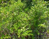 lyonia lucida mass.jpg